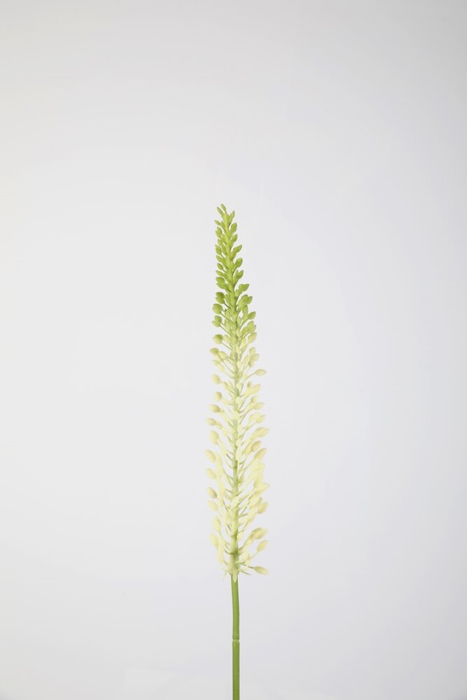 Eremurus Stem 75cm