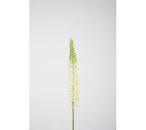 Eremurus Stem 75cm Eremurus Stem 75cm