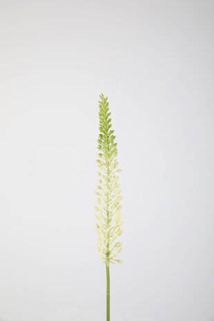 Eremurus Stem 75cm