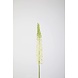 Eremurus Stem 75cm
