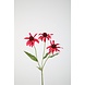 Echinacea Spray Fuchsia 67cm