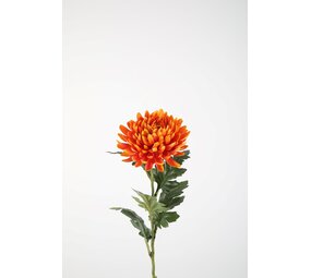 Spider Mum Stem 72cm