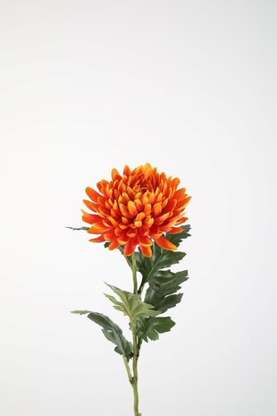 Spider Mum Stem 72cm