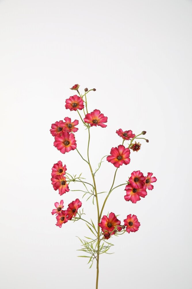 Helenium Spray Fuchsia 85cm