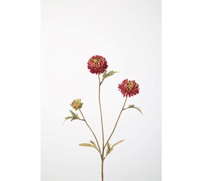 Aster Stem 70cm