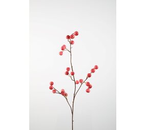 Crab Apple 97cm