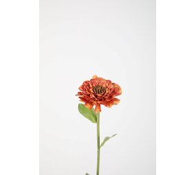 Zinnia Stem 43cm