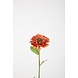Zinnia Stem 43cm