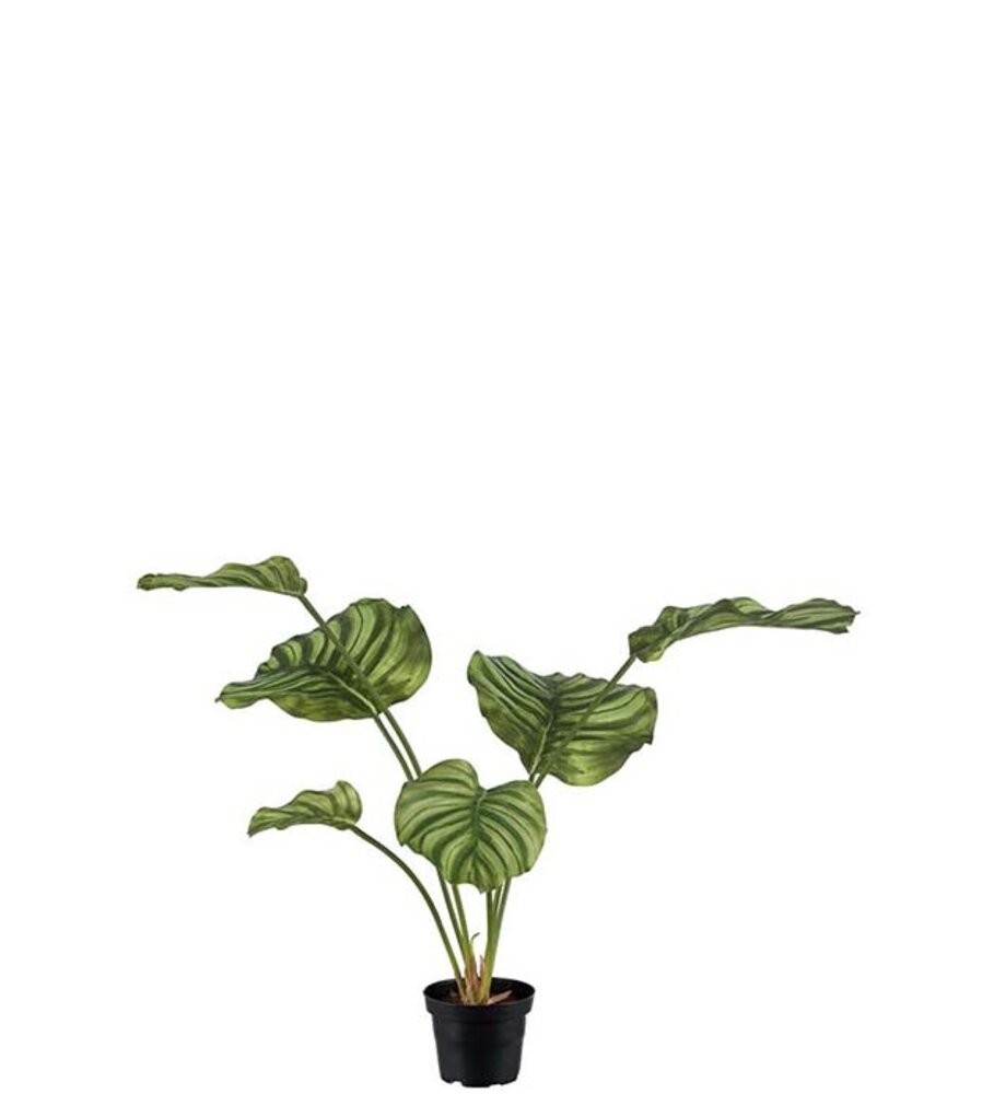 Mr Plant Calathea 55cm