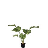 Mr Plant Calathea 55cm Mr Plant Calathea 55cm