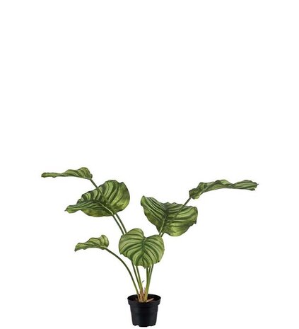 Mr Plant Calathea 55cm