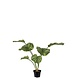 Mr Plant Calathea 55cm