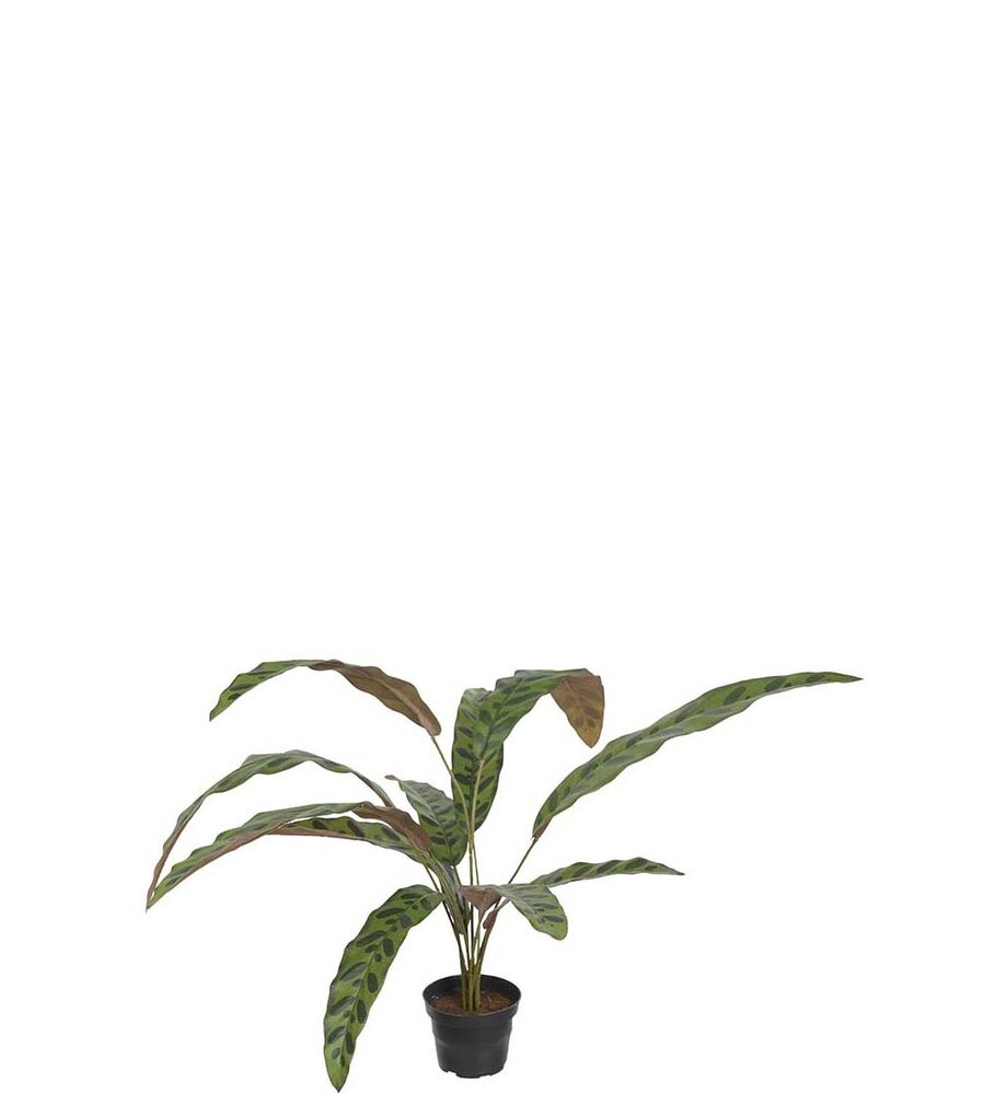 Mr Plant Calathea 45cm