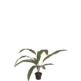 Mr Plant Calathea 45cm Mr Plant Calathea 45cm