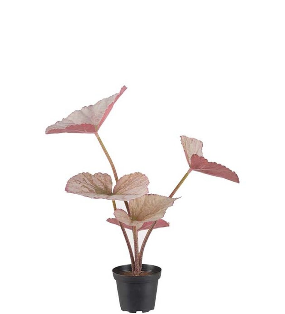 Mr Plant Rexbegonia 35cm