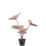 Mr Plant Rexbegonia 35cm Mr Plant Rexbegonia 35cm