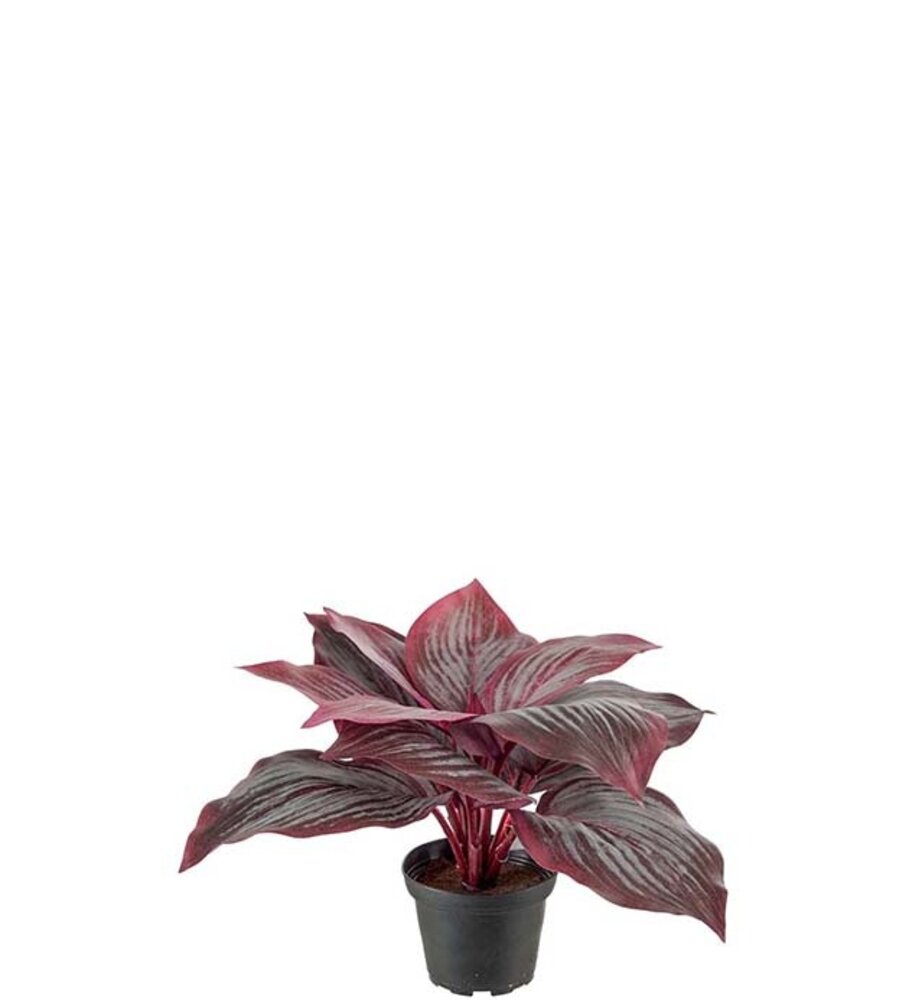 Mr Plant Hosta 20cm