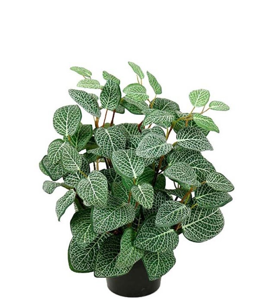 Mr Plant Fittonia 34cm