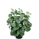 Mr Plant Fittonia 34cm