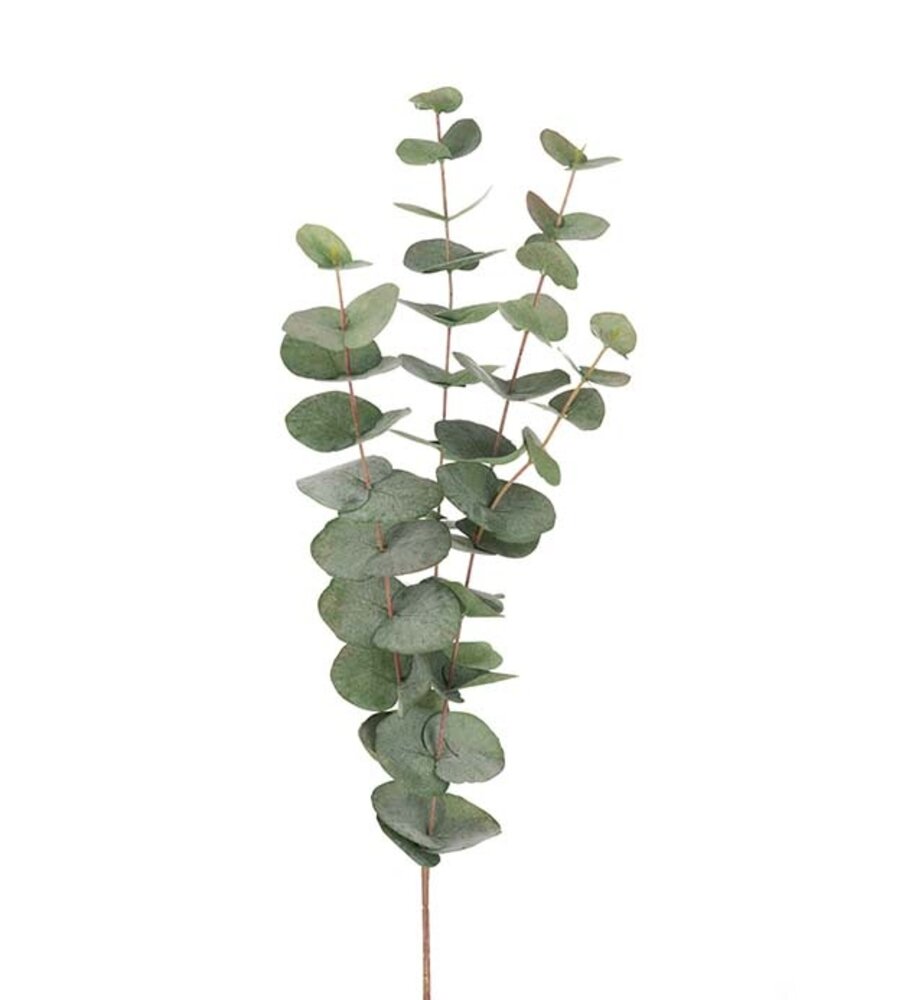 Mr Plant Eucalyptus 60cm