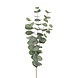 Mr Plant Eucalyptus 60cm