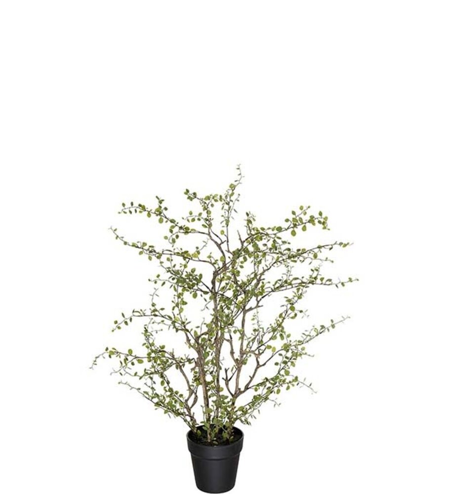 Mr Plant Muehlenbeckia 70cm