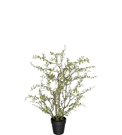 Mr Plant Muehlenbeckia 70cm