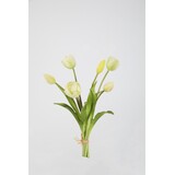 Bosje Tulpen - Cream