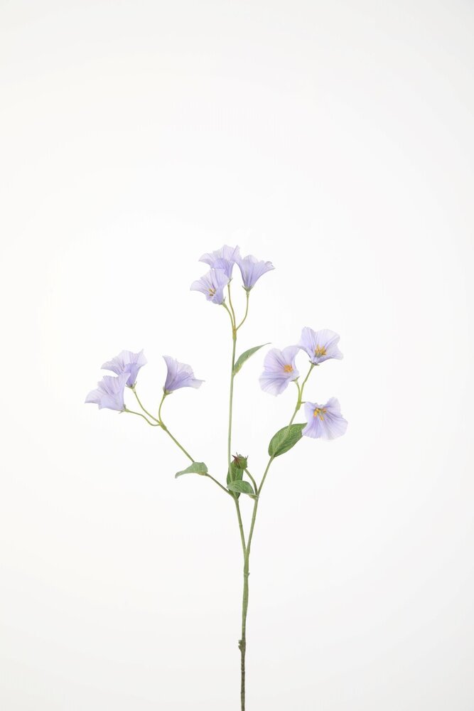 Campanula Stem 74cm