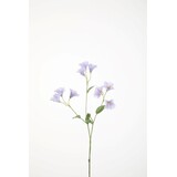 Campanula Stem 74cm