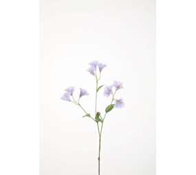 Campanula Stem 74cm