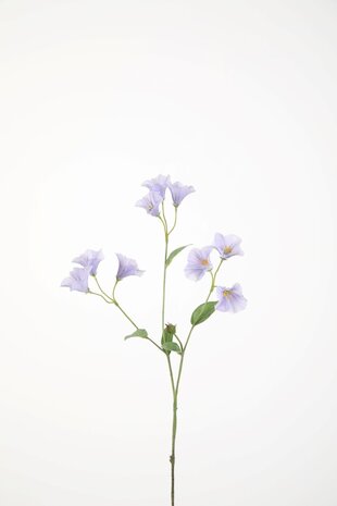 Campanula Stem 74cm