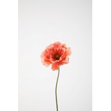 Poppy Single Stem 78cm