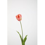 Tulip Single Stem 74cm