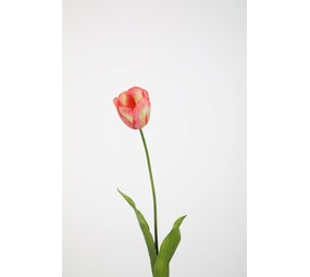 Tulip Single Stem 74cm