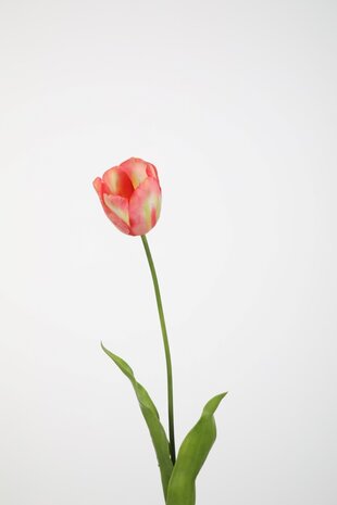 Tulip Single Stem 74cm