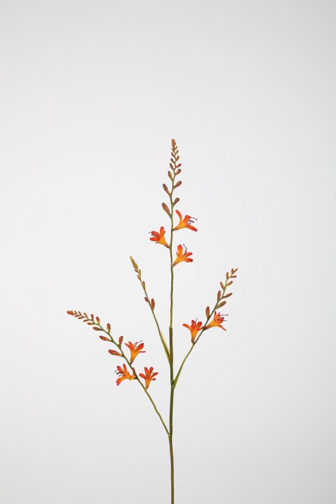 Crocosmia 91cm