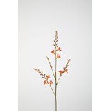 Crocosmia 91cm