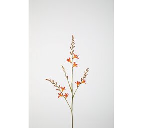 Crocosmia 91cm