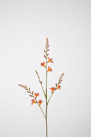 Crocosmia 91cm