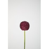 Allium Stem 64cm