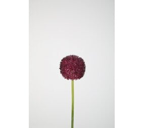 Allium Stem 64cm