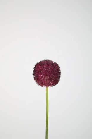 Allium Stem 64cm