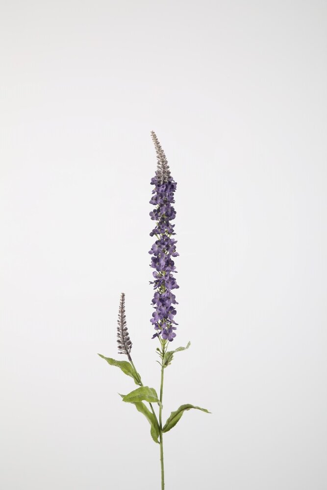 Hyssop Spray 84cm