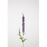 Hyssop Spray 84cm