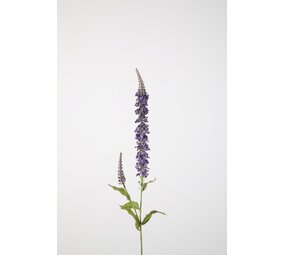 Hyssop Spray 84cm
