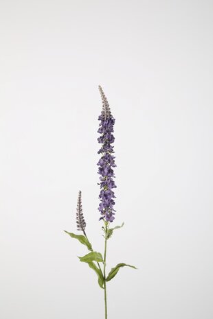 Hyssop Spray 84cm