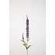 Hyssop Spray 84cm