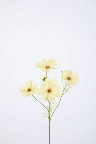Cosmos Spray x4 67cm