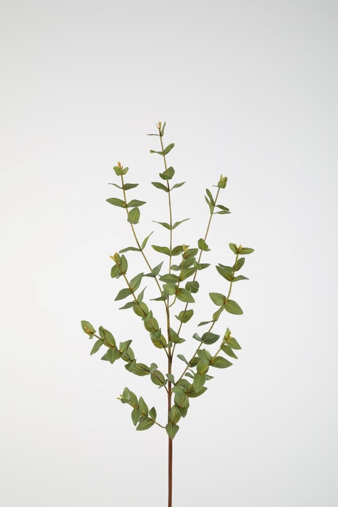 Eucalyptus Parvifolia 97cm